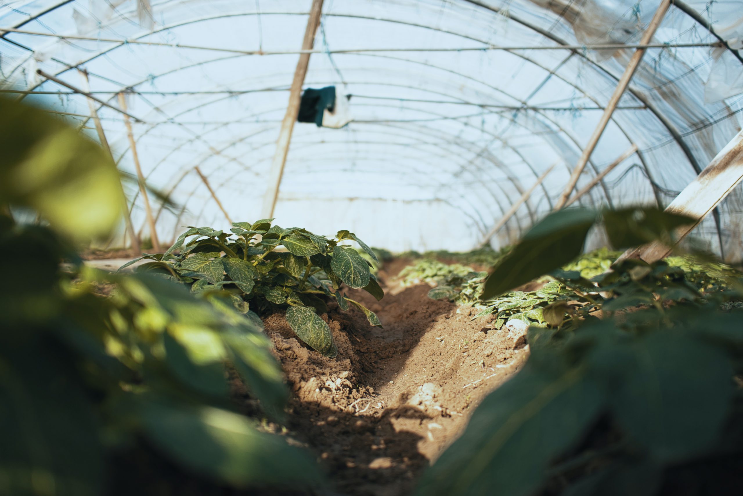 home-veggie-dome